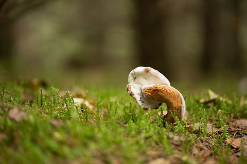 Curbed orange/white fungi in Heeswijk-Dintherse Bossen, Netherlands. An expert told me that this fungi is from the family Boletaceae, yet cannot be identified as this specimen has been infected by Hypomyces, a parasitic fungi. Bolete eater,Europe,Heeswijk,Hypomyces chrysospermus,Macro,Netherlands,autumn