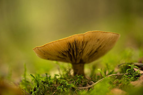 Orange large hat fungi in Heeswijk-Dintherse Bossen, Netherlands.  Europe,Heeswijk,Lactarius deliciosus,Macro,Netherlands,Saffron milk cap,autumn