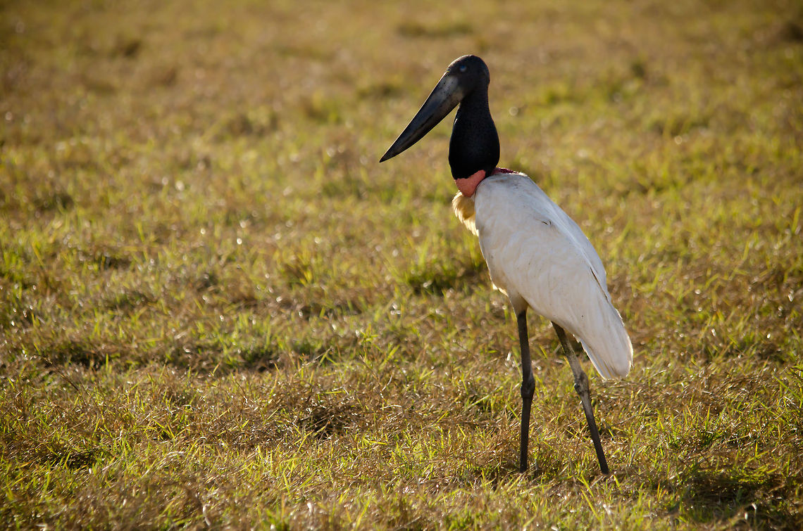 Jabiru (Jabiru mycteria) in the Pantanal Large, strong, yet gracious, this Jabiru is exploring the Pantanal plains in search of snacks for its offspring, which awaits in a tall tree in the area. Birds,Brazil,Jabiru,Jabiru mycteria,Pantanal,Stork
