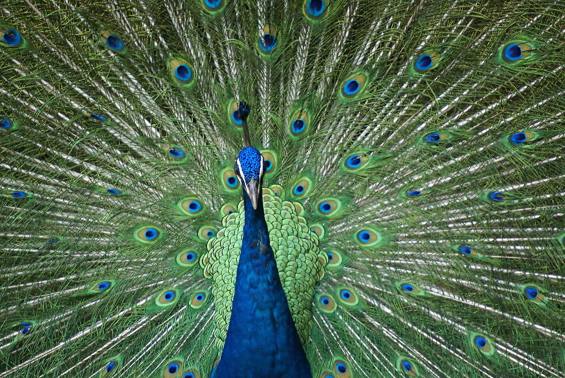 Pride of the Peacock What female peacock could resist this? Birds,Geotagged,Indian Peacock,Malaysia,Pavo cristatus,Peacock,Phasianidae