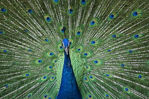 Pride of the Peacock What female peacock could resist this? Birds,Geotagged,Indian Peacock,Malaysia,Pavo cristatus,Peacock,Phasianidae