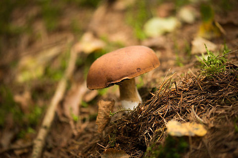 Orange/brown cap, white/light brown stem fungi, Heeswijk-Dintherse Bossen, Netherlands Species under investigation. Theory so far: Russula graveolens Europe,Heeswijk,Macro,Netherlands,autumn