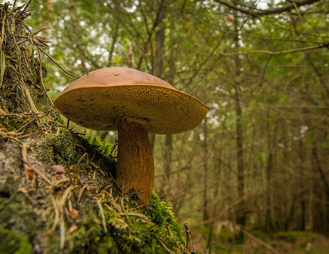 Brownish orange fungi with spotted spores at Heeswijk-Dintherse Bossen, Netherlands Note that this one is not as large as it appears on the photo, this is a wide angle (15mm) so close that I was almost touching it.  Europe,Heeswijk,Macro,Netherlands,Suillus tridentinus,autumn