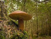 Brownish orange fungi with spotted spores at Heeswijk-Dintherse Bossen, Netherlands Note that this one is not as large as it appears on the photo, this is a wide angle (15mm) so close that I was almost touching it.  Europe,Heeswijk,Macro,Netherlands,Suillus tridentinus,autumn