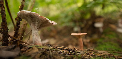 Decurrent orangish fungi pair in Heeswijk-Dintherse Bossen, Netherlands Today I learned that the proper term to indicate gills of a fungi running downwards the stem as seen in the photo above is "decurrent". It may help in searching for a species match. This species match is based on several reference photos that show that the False saffron milkcap can range from yellow to pink in color. Given that I found similarly shaped fungi in yellow in the same area, my theory is that both fungi on the photo are the False saffron milkcap. Europe,Heeswijk,Lactarius deliciosus,Macro,Netherlands,Saffron milk cap,autumn