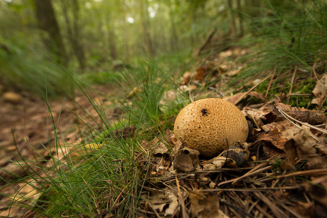 Common Earthball next to forest path Captured with a wide angle lens to include some scenery. These fungi are abundant in almost every forest in the Netherlands.  Common Earthball,Europe,Heeswijk,Leopard-spotted earthball,Macro,Netherlands,Scleroderma areolatum,Scleroderma citrinum