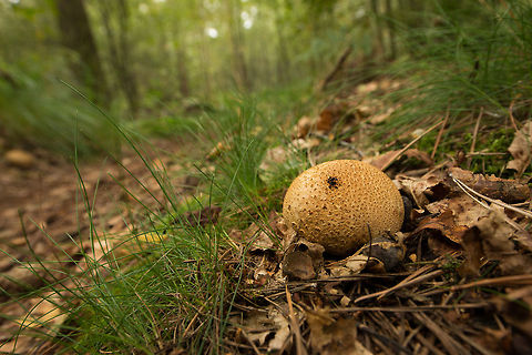Common Earthball next to forest path Captured with a wide angle lens to include some scenery. These fungi are abundant in almost every forest in the Netherlands.  Common Earthball,Europe,Heeswijk,Leopard-spotted earthball,Macro,Netherlands,Scleroderma areolatum,Scleroderma citrinum