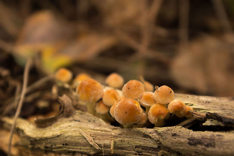 Cluster of small orange-capped yellow stem fungi, Heeswijk-Dintherse Bossen, Netherlands Size is about 1-2cm. Europe,Heeswijk,Hypholoma,Hypholoma capnoides,Macro,Netherlands