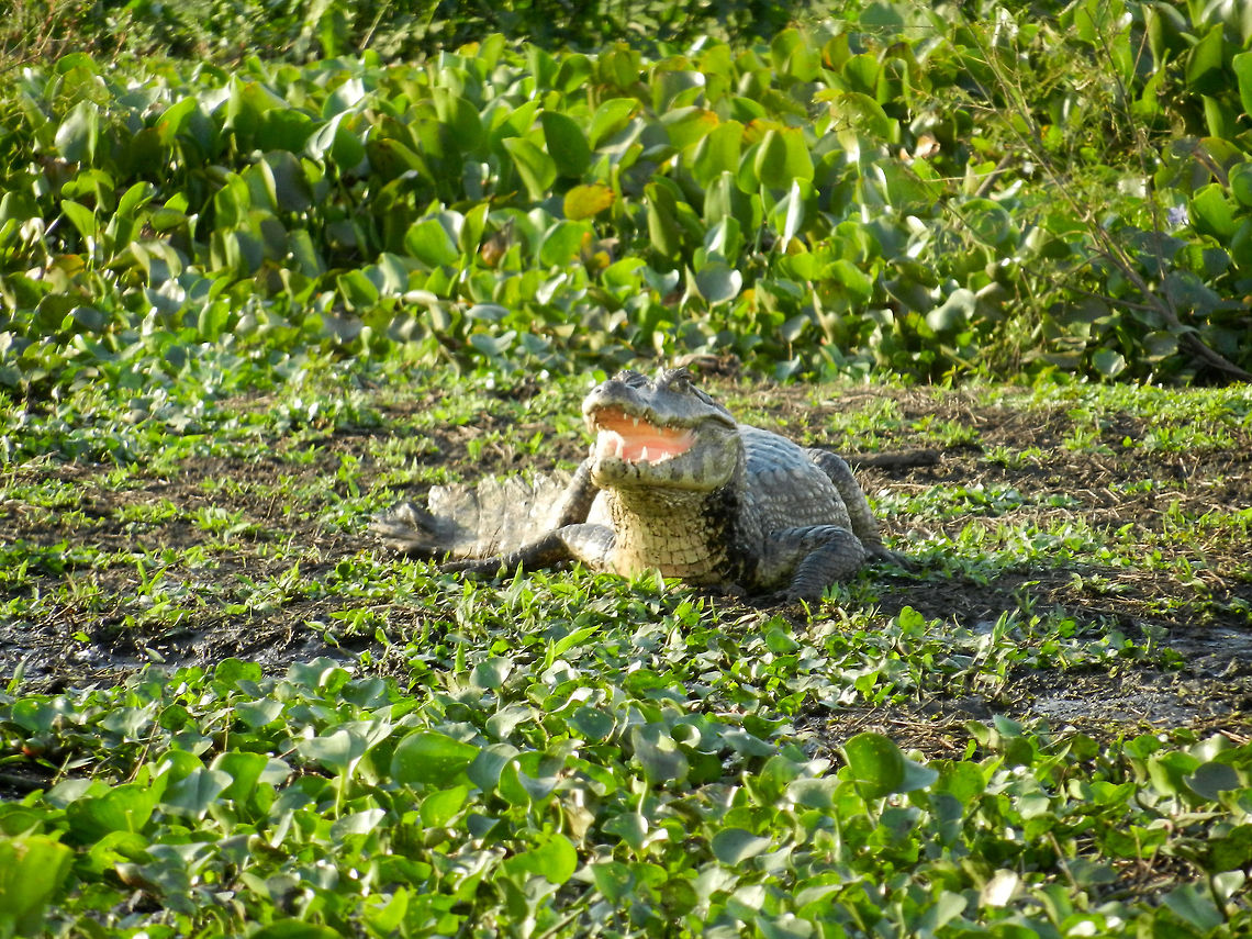 Caiman in Pantanal swamp The Pantanal, an area the size of France, has a stunning amount of about 10 million (!) caiman, making it probably the largest population in the world.  Brazil,Caiman,Caiman yacare,Pantanal,Reptiles,Yacare caiman