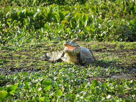 Caiman in Pantanal swamp The Pantanal, an area the size of France, has a stunning amount of about 10 million (!) caiman, making it probably the largest population in the world.  Brazil,Caiman,Caiman yacare,Pantanal,Reptiles,Yacare caiman