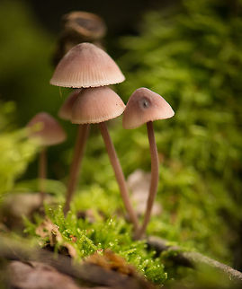 Bleeding fairy helmet, Netherlands  Europe,Heeswijk,Macro,Mycena haematopus,Netherlands