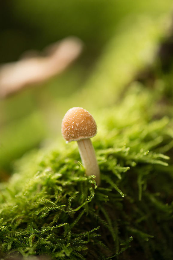 Orange cap- white stem fungi, Netherlands Species under investigation. It&#039;s definitely a young Psathyrella sp. but exact species yet unknown. Europe,Heeswijk,Macro,Netherlands