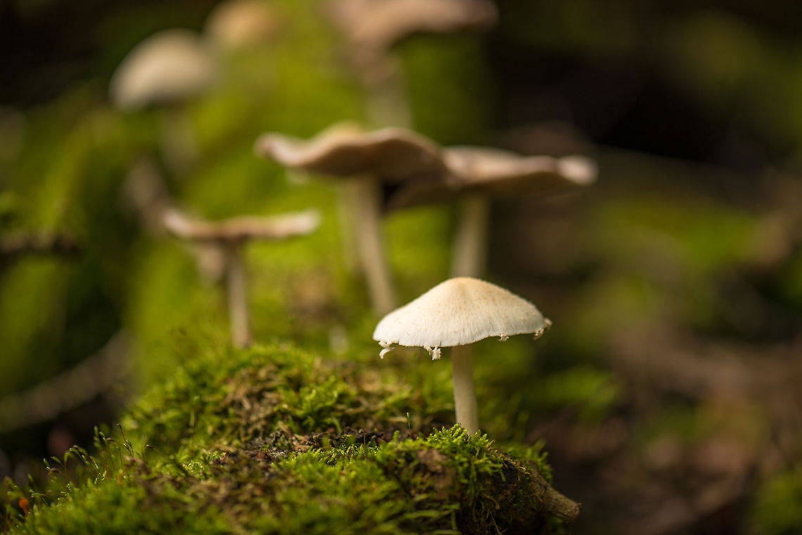 Clitocybe albofragrans on fallen tree, Netherlands  Clitocybe albofragrans,Europe,Heeswijk,Macro,Netherlands