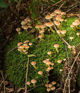 Sulphur tuft cluster on fallen tree, Netherlands  Europe,Heeswijk,Hypholoma fasciculare,Macro,Netherlands,Sulphur tuft