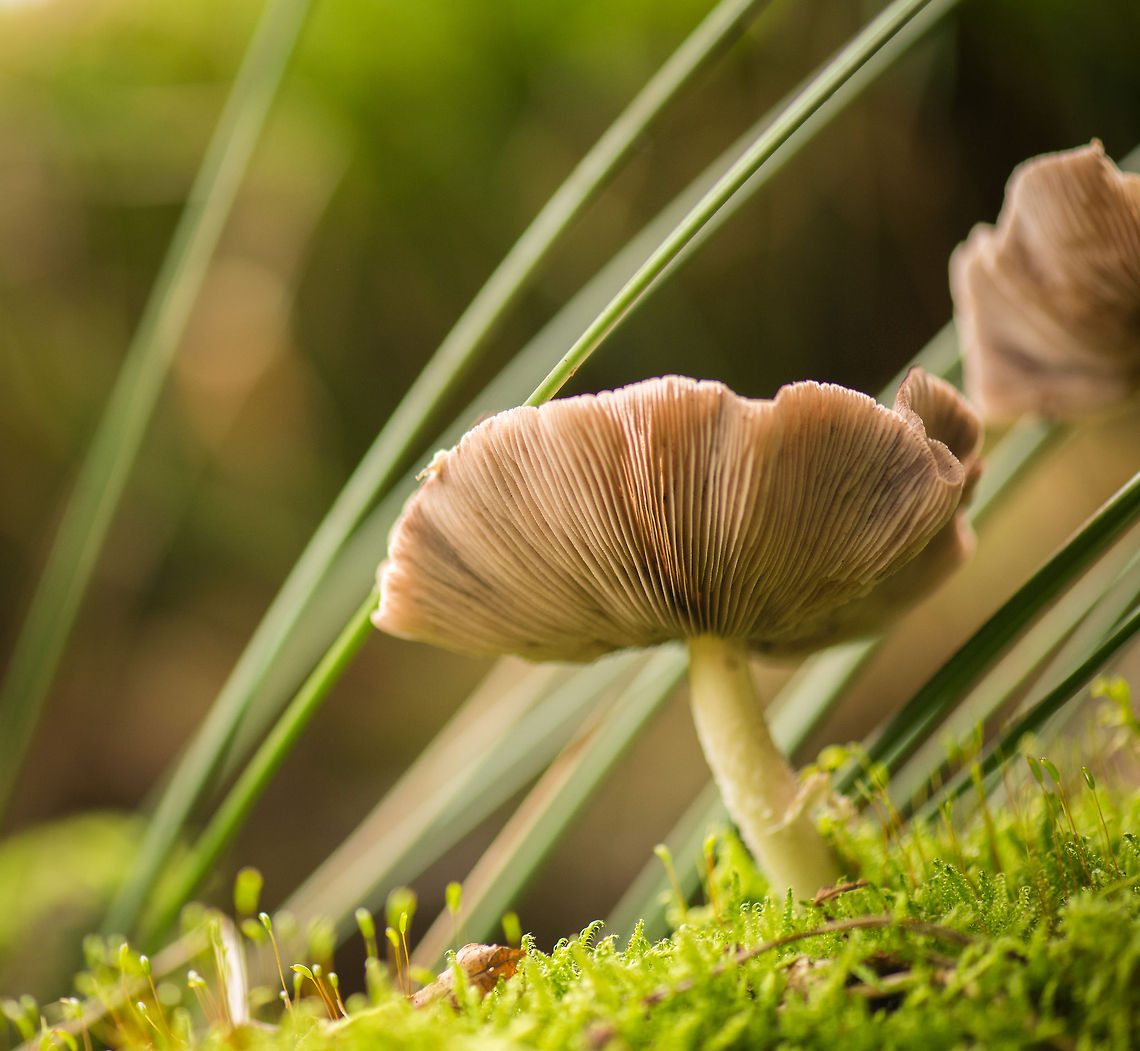 Psathyrella, Heeswijk Dintherse Bossen, Netherlands This species cannot be determined based on this angle, therefore Psathyrella is as far as it goes. Europe,Heeswijk,Macro,Netherlands
