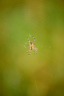 European Garden spider in Heeswijk forest, Netherlands  Araneus diadematus,Europe,European garden spider,Heeswijk,Macro,Netherlands