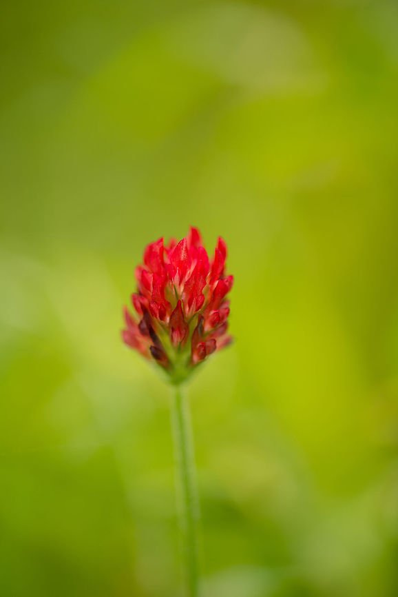 Crimson Clover Macro A very simple macro of a Crimson Clover flower spotted in an open field in the Heeswijk forest at the end of summer. Crimson clover,Europe,Heeswijk,Macro,Netherlands,Trifolium incarnatum