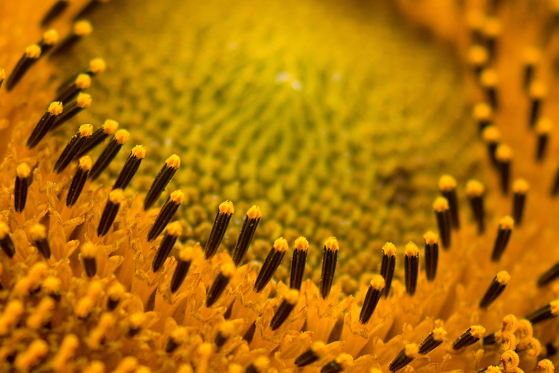 Macro of Sun Flower core  Europe,Heeswijk,Helianthus annuus,Macro,Netherlands,Sunflower