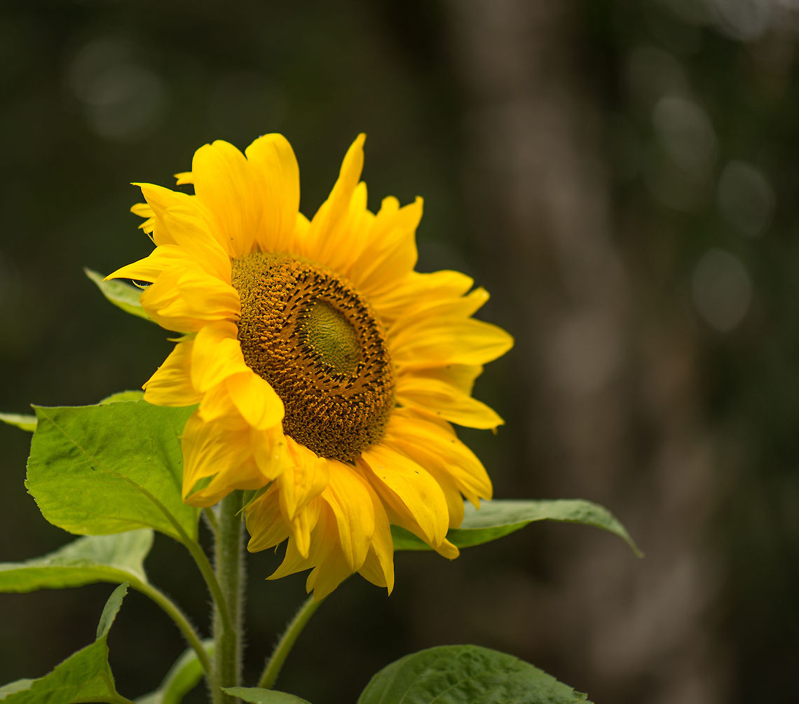 Sun God Worshipped by the Incas as an image of their sun god, this plant is known the world over. Before it opens its flowers, it aims itself at the sun and follows it. Once the flowers are open, it will typically point east, as the last point it followed. Europe,Heeswijk,Helianthus annuus,Macro,Netherlands,Sunflower