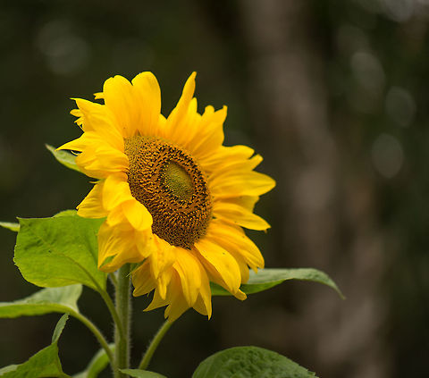 Sun God Worshipped by the Incas as an image of their sun god, this plant is known the world over. Before it opens its flowers, it aims itself at the sun and follows it. Once the flowers are open, it will typically point east, as the last point it followed. Europe,Heeswijk,Helianthus annuus,Macro,Netherlands,Sunflower