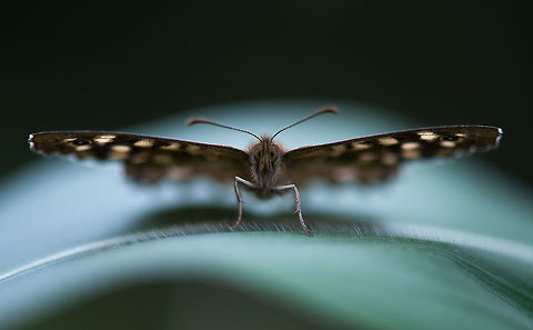 Speckled Wood on sun flower leaf  Europe,Heeswijk,Macro,Netherlands,Pararge aegeria,Speckled Wood
