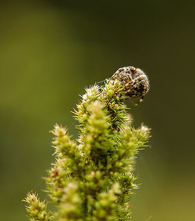 Very fat European Garden Spider When crossing this field, I overlooked this spider's web and broke it, hence it had to crawl back to a high point. Sorry! Araneus diadematus,Europe,European garden spider,Heeswijk,Macro,Netherlands