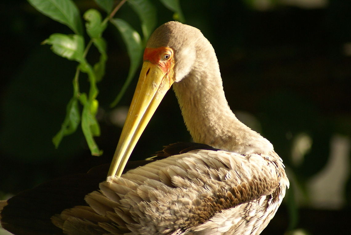 Milky Stork Scratching your back is easy with such a beacon. Birds,Geotagged,Malaysia,Milky Stork,Mycteria cinerea,Stork