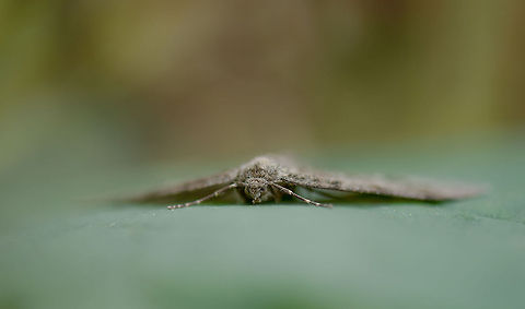 Small Engrailed moth  Ectropis crepuscularia,Europe,Heeswijk,Macro,Moth Week 2018,Netherlands,Small Engrailed