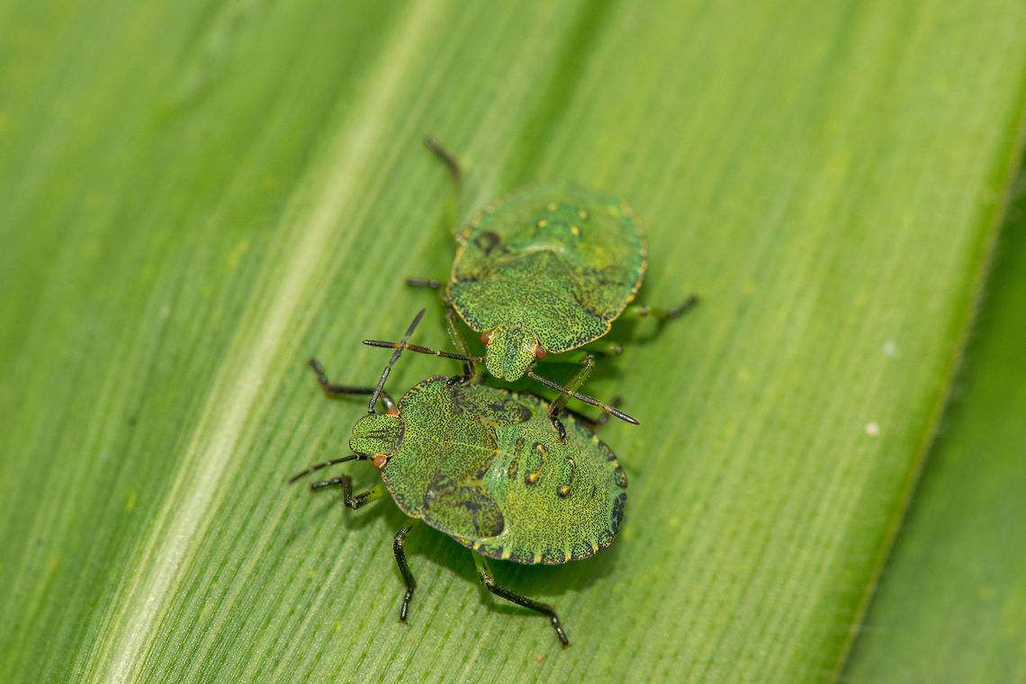 Two Shield Bug nymphs on corn leaf I think they need to practice a little more still. Europe,Green shield bug,Heeswijk,Macro,Netherlands,Palomena prasina