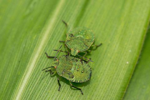 Two Shield Bug nymphs on corn leaf I think they need to practice a little more still. Europe,Green shield bug,Heeswijk,Macro,Netherlands,Palomena prasina