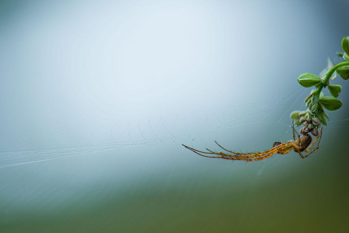 Linyphiidae(?) spider sensing web movement  Europe,Heeswijk,Macro,Metellina segmentata,Netherlands