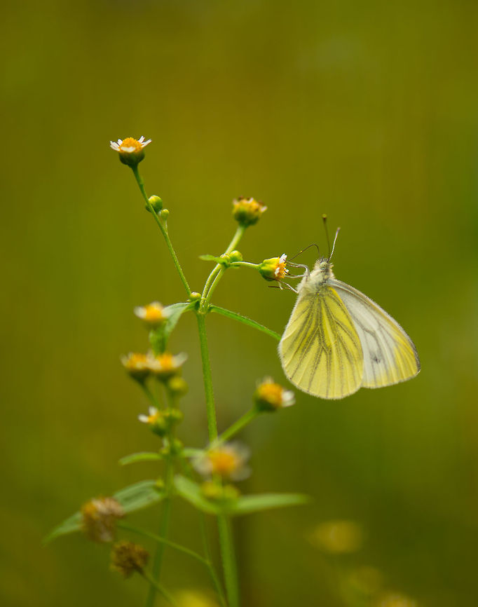 Green-Veined White hanging on to small flower  Europe,Green-veined White,Heeswijk,Macro,Netherlands,Pieris napi