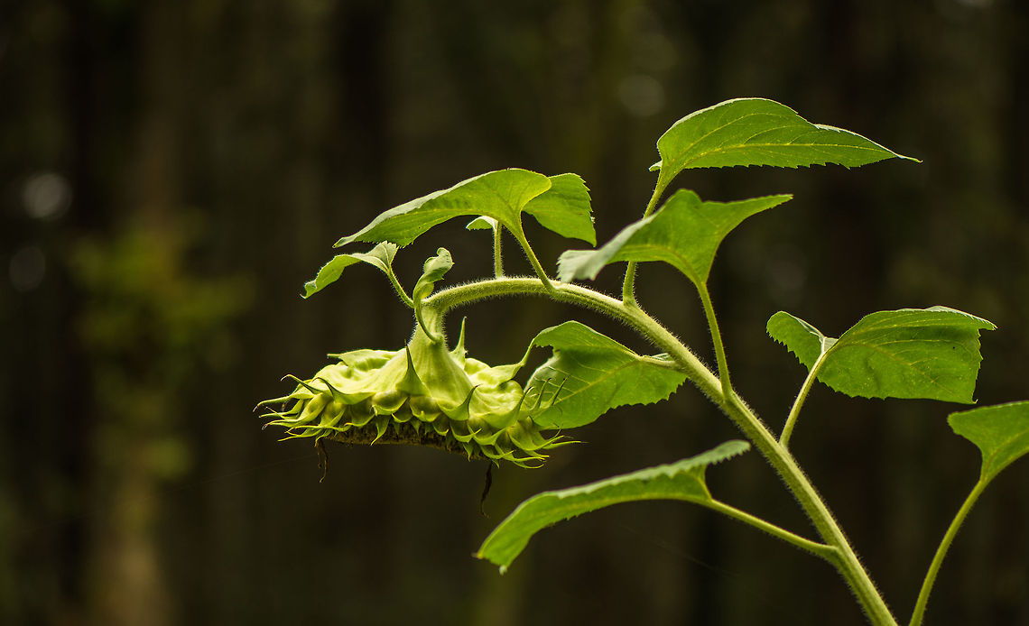 Common Sunflower with hanging head This really is quite a plant. I am close to 2m myself, yet this plant towers another 1m above me. There is a special &quot;breed&quot; of sun flowers with a hanging head like this, but this could also be the result of the plant dying I suppose. Europe,Heeswijk,Macro,Netherlands