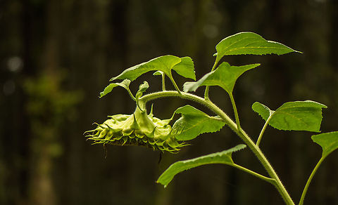 Common Sunflower with hanging head This really is quite a plant. I am close to 2m myself, yet this plant towers another 1m above me. There is a special "breed" of sun flowers with a hanging head like this, but this could also be the result of the plant dying I suppose. Europe,Heeswijk,Macro,Netherlands