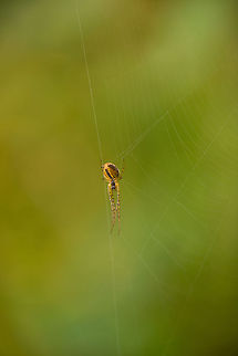 Orangish stretch spider in web, Heeswijk-Dinther  Europe,Heeswijk,Macro,Metellina segmentata,Netherlands