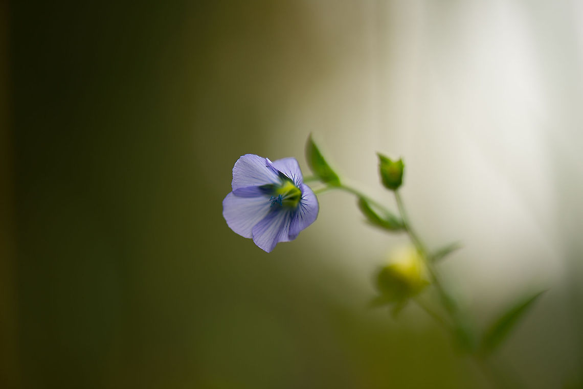 Linum perenne (Purple wild flower) in Heeswijk-Dinther This one was found in an open field surrounded by forest in Heeswijk-Dinther, the Netherlands. No post processing is done, this effect was achieved simply by shooting against the light. Europe,Heeswijk,Linum perenne,Macro,Netherlands