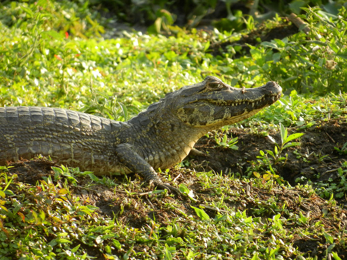 Caiman at the Pantanal One of the ten million(!) caiman inhabiting the Pantanal. They&#039;re everywhere, typically in swamp-like areas as seen here. Brazil,Caiman,Caiman yacare,Pantanal,Reptiles,Yacare caiman