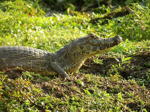Caiman at the Pantanal One of the ten million(!) caiman inhabiting the Pantanal. They're everywhere, typically in swamp-like areas as seen here. Brazil,Caiman,Caiman yacare,Pantanal,Reptiles,Yacare caiman