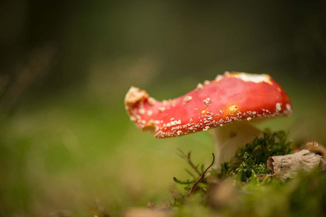 Fly Agraric in Heeswijk-Dinther Such a classic autumn scene. This one looks a little bit beat up. Note that the famous white "dots" are very fragile, they are not part of the texture of the fungi itself, they are remains of the "casing" it had when it was still below the ground. As such, some rain can wash away the dots. On this photo, you can see how many have been drifted away to the edges.<br />
<br />
Time-lapse video (not by me):<br />
<section class="video"><iframe width="448" height="282" src="https://www.youtube-nocookie.com/embed/BM-3RzYV4k0?hd=1&autoplay=0&rel=0" frameborder="0" allowfullscreen></iframe></section> Amanita muscaria,Europe,Fly agaric,Heeswijk,Macro,Netherlands,autumn