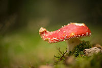 Fly Agraric in Heeswijk-Dinther Such a classic autumn scene. This one looks a little bit beat up. Note that the famous white "dots" are very fragile, they are not part of the texture of the fungi itself, they are remains of the "casing" it had when it was still below the ground. As such, some rain can wash away the dots. On this photo, you can see how many have been drifted away to the edges.<br />
<br />
Time-lapse video (not by me):<br />
https://www.youtube.com/watch?v=BM-3RzYV4k0 Amanita muscaria,Europe,Fly agaric,Heeswijk,Macro,Netherlands,autumn