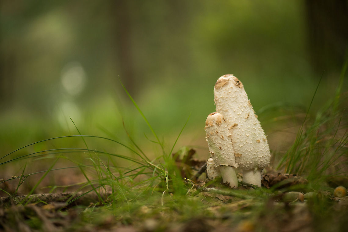 Shaggy Ink Cap trio, Netherlands I'm not 100% confident on the species ID, feel free to correct. Update: confirmed by expert that this species ID is correct. Coprinus comatus,Europe,Heeswijk,Macro,Netherlands,Shaggy ink cap,autumn