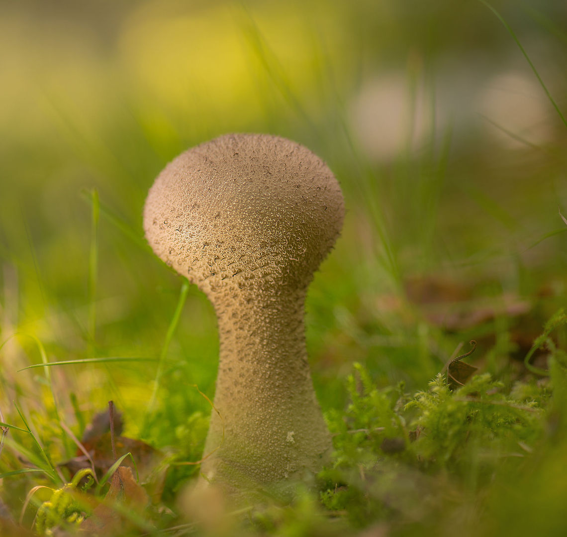 Soft Puffball in Heeswijk-Dinther, Netherlands Although listed as fairly common in the Netherlands, I had not found one earlier. I used a combination of natural light and a remote flash unit on the side to light this subject from two angles. Europe,Heeswijk,Lycoperdon molle,Macro,Netherlands,autumn