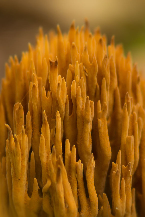Macro side view of Ramaria flaccida coral branches  Europe,Heeswijk,Macro,Netherlands,Ramaria flaccida
