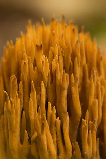 Ramaria flaccida