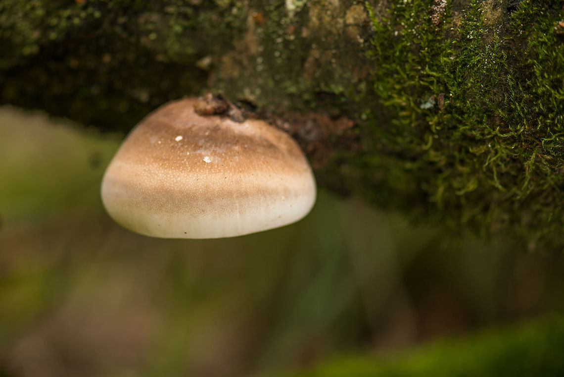 Very round Birch Bracket on fallen berch tree, Heeswijk-Dinther, Netherlands.  Birch polypore,Europe,Fomitopsis betulina,Heeswijk,Macro,Netherlands,Piptoporus betulinus