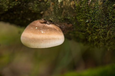 Very round Birch Bracket on fallen berch tree, Heeswijk-Dinther, Netherlands.  Birch polypore,Europe,Fomitopsis betulina,Heeswijk,Macro,Netherlands,Piptoporus betulinus