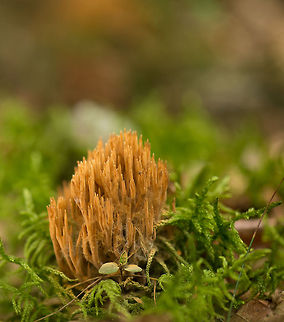 Ramaria flaccida, Heeswijk-Dintherse Bossen, Netherlands There's a few orangish coral fungi species in the Netherlands, based on appearance and where it is growing on, I am reasonably sure that this is Ramaria flaccida. In dutch it is called the "weak" coral fungus for some reason. You should never try to consume coral fungi, as species look very similar to each other and some are fatally poisonous.  Europe,Heeswijk,Macro,Netherlands,Ramaria flaccida,autumn