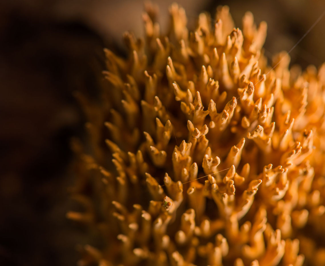 Macro top view of Ramaria flaccida coral branches  Europe,Heeswijk,Macro,Netherlands,Ramaria flaccida