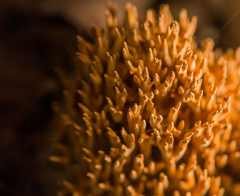 Macro top view of Ramaria flaccida coral branches  Europe,Heeswijk,Macro,Netherlands,Ramaria flaccida
