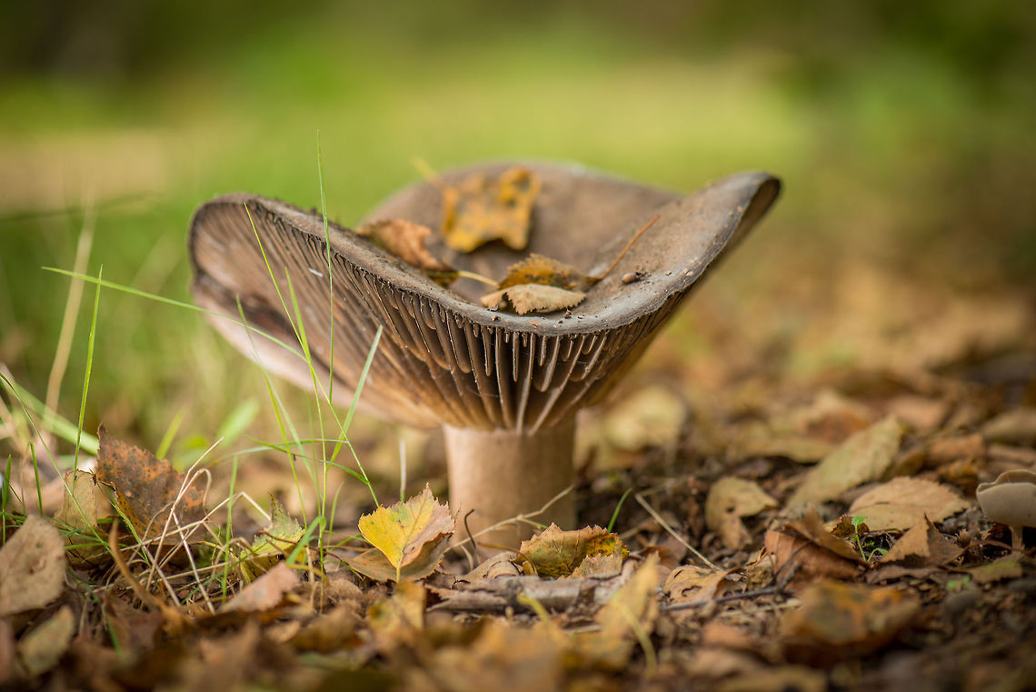 Large brown gilled fungus, Heeswijk-Dintherse Bossen, Netherlands I&#039;m not happy with the photo, but it is a new species on the site. Europe,Heeswijk,Macro,Netherlands,Russula nigricans